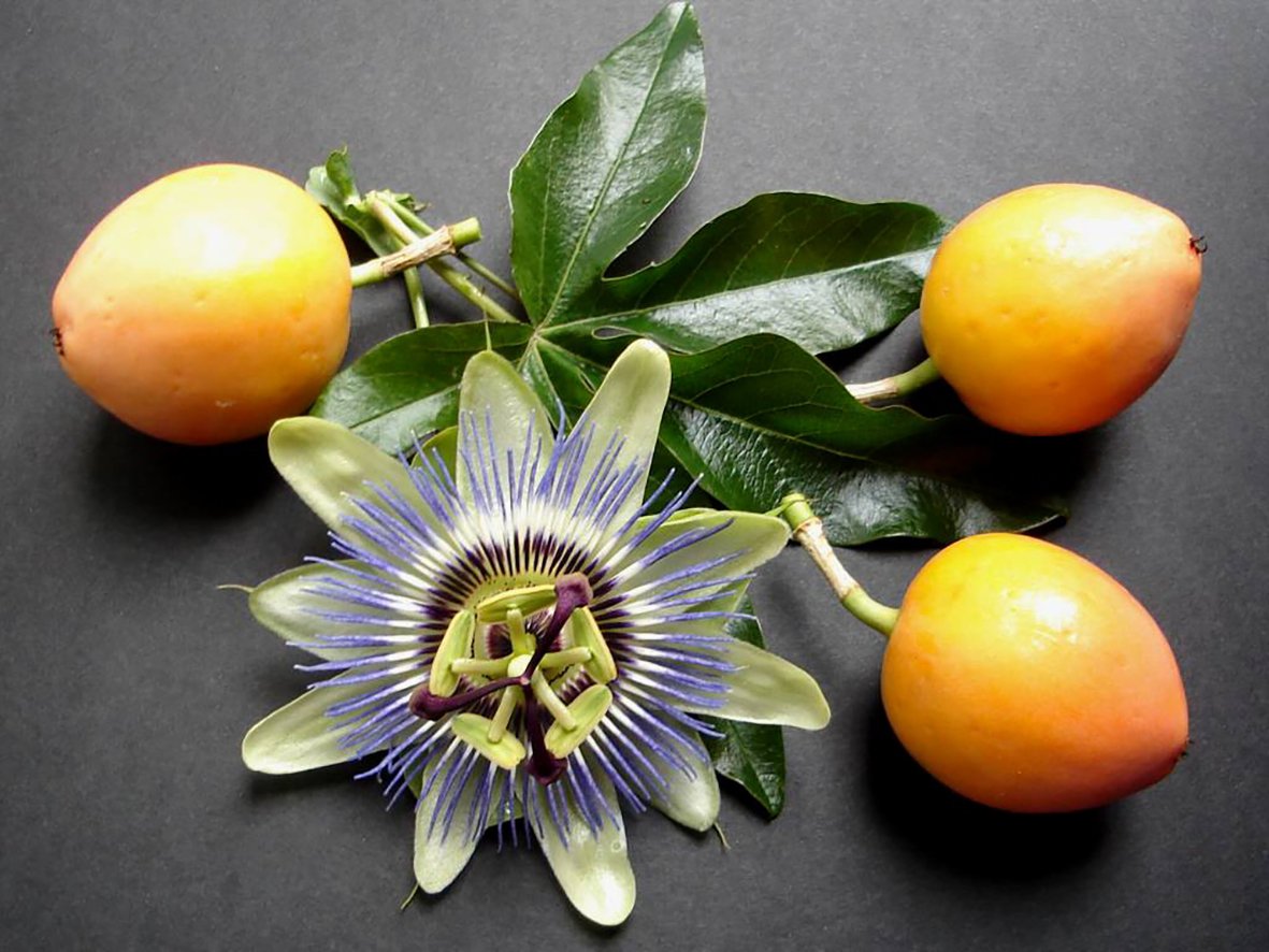 Passion Flower Fruit